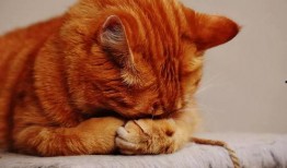 娱乐吃瓜猫捉鸟百度云,猫捉鸟事件全网热议，百度云揭秘幕后真相