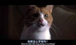 猫 电影 在线观看,在线观影之旅